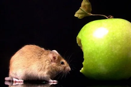 Feedul hamsteri sirieni