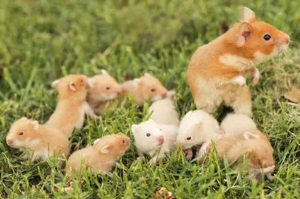Feedul hamsteri sirieni Feedul hamsteri sirieni