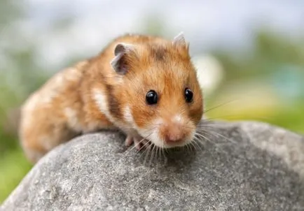 Feedul hamsteri sirieni Feedul hamsteri sirieni