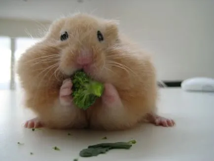 Feedul hamsteri sirieni Feedul hamsteri sirieni