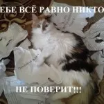Pisicile cu pisici inscripții
