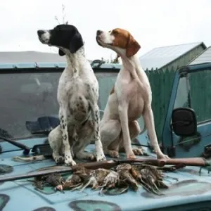 câine pointer