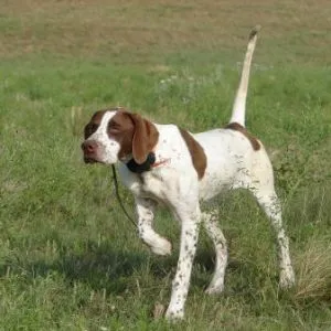 câine pointer