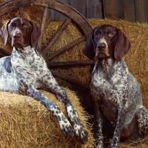 câine pointer