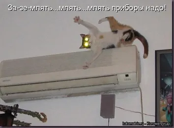 Pisicile cu pisici inscripții Pisicile cu pisici inscripții