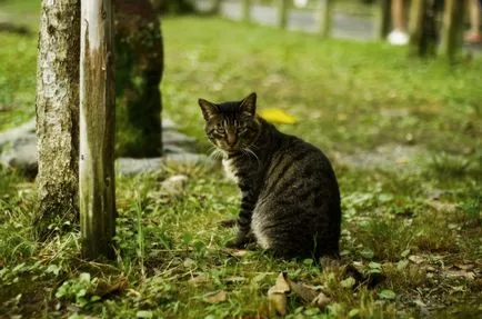 Câți ani pisicile trăiesc
