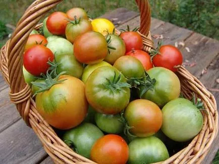 Fructele de tomate Fructele de tomate