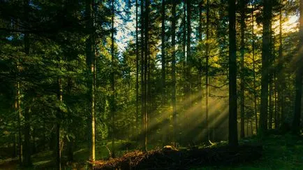 A fost o pădure ca un vis A fost o pădure ca un vis