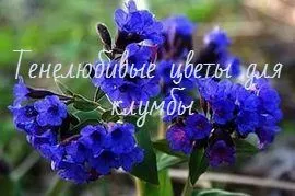 paturi de flori în umbră