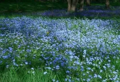 paturi de flori în umbră