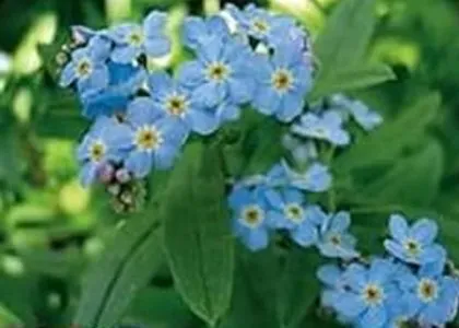 paturi de flori în umbră