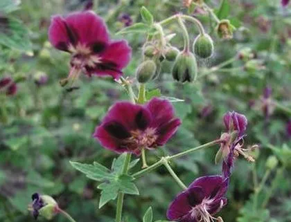 paturi de flori în umbră