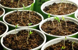 Cum cel mai bine pentru tomate plante Cum cel mai bine pentru tomate plante