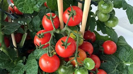 Fructele de tomate Fructele de tomate