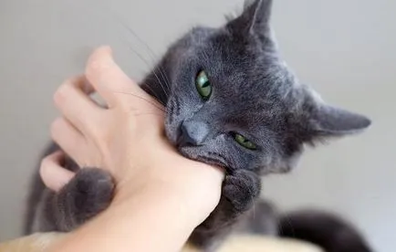 Dacă sunteți mușcat de o pisică Dacă sunteți mușcat de o pisică
