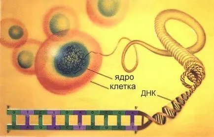 Ce takoe ureaplazma