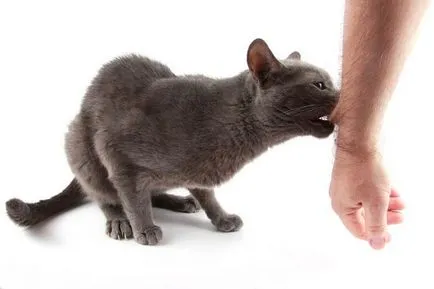 Dacă sunteți mușcat de o pisică
