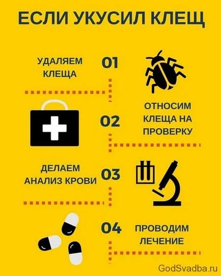 Cum de a determina mușcătura de căpușă Cum de a determina mușcătura de căpușă