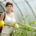Cum să se ocupe cu putregaiul apicale tomate