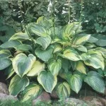 paturi de flori în umbră paturi de flori în umbră