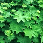 paturi de flori în umbră paturi de flori în umbră