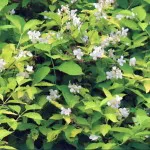 paturi de flori în umbră paturi de flori în umbră