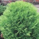 paturi de flori în umbră paturi de flori în umbră