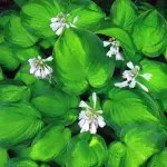 paturi de flori în umbră paturi de flori în umbră