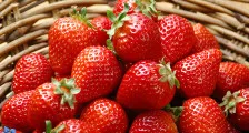 Cum să aibă grijă de căpșuni de primăvară