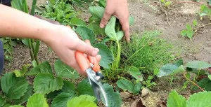 Cum să aibă grijă de căpșuni de primăvară