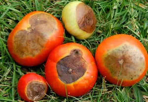 Cum să se ocupe cu putregaiul apicale tomate Cum să se ocupe cu putregaiul apicale tomate