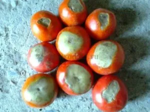 Cum să se ocupe cu putregaiul apicale tomate