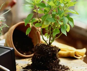 Cum să aibă grijă de un Nightshade pateu Cum să aibă grijă de un Nightshade pateu