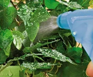 Cum să aibă grijă de un Nightshade pateu Cum să aibă grijă de un Nightshade pateu