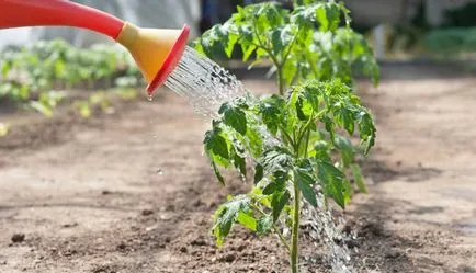 Cum să se ocupe cu putregaiul apicale tomate Cum să se ocupe cu putregaiul apicale tomate