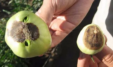 Cum să se ocupe cu putregaiul apicale tomate Cum să se ocupe cu putregaiul apicale tomate
