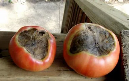 Cum să se ocupe cu putregaiul apicale tomate