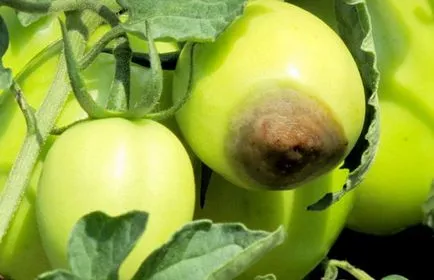 Cum să se ocupe cu putregaiul apicale tomate Cum să se ocupe cu putregaiul apicale tomate
