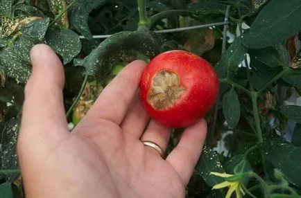 Cum să se ocupe cu putregaiul apicale tomate Cum să se ocupe cu putregaiul apicale tomate