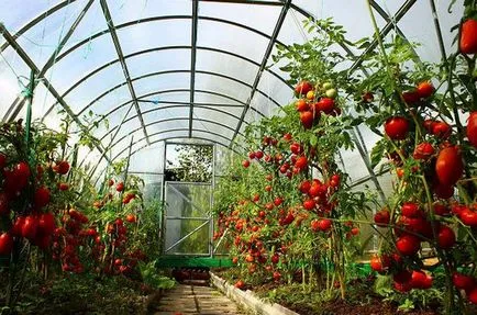 Cum să se ocupe cu putregaiul apicale tomate Cum să se ocupe cu putregaiul apicale tomate