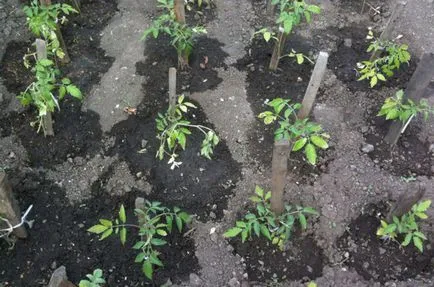 Cum să se ocupe cu putregaiul apicale tomate Cum să se ocupe cu putregaiul apicale tomate