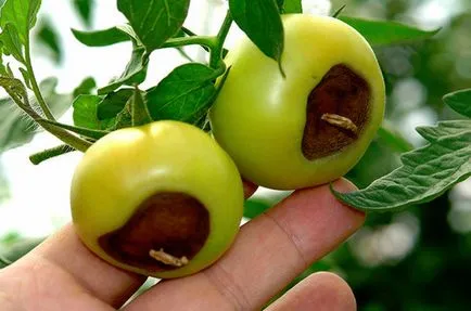 Cum să se ocupe cu putregaiul apicale tomate Cum să se ocupe cu putregaiul apicale tomate