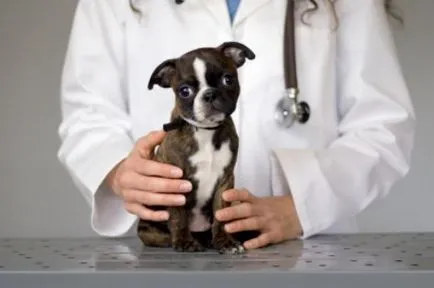 La câini după vaccinare La câini după vaccinare