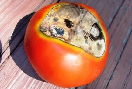 Cum să se ocupe cu putregaiul apicale tomate Cum să se ocupe cu putregaiul apicale tomate
