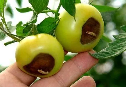 Cum să se ocupe cu putregaiul apicale tomate Cum să se ocupe cu putregaiul apicale tomate