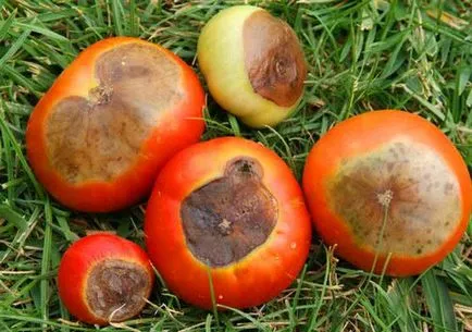 Cum să se ocupe cu putregaiul apicale tomate