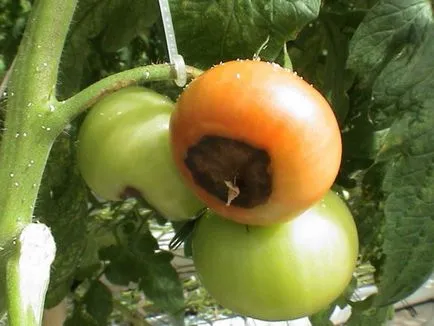 Cum să se ocupe cu putregaiul apicale tomate Cum să se ocupe cu putregaiul apicale tomate