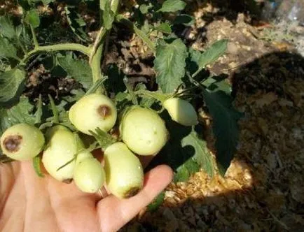 Cum să se ocupe cu putregaiul apicale tomate Cum să se ocupe cu putregaiul apicale tomate