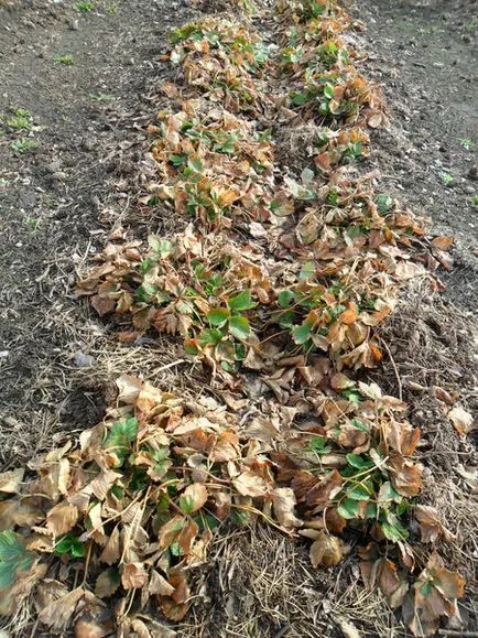 Cum să aibă grijă de căpșuni de primăvară