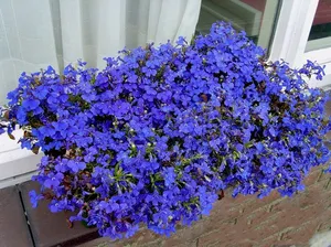 Cum să crească Lobelia Cum să crească Lobelia